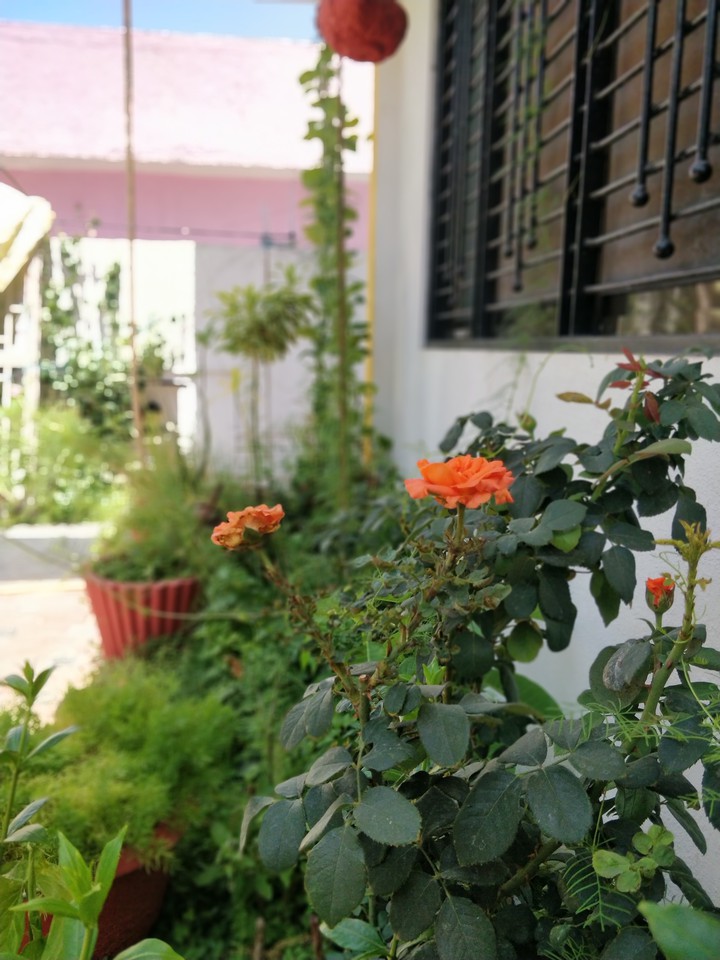 Orange Roses