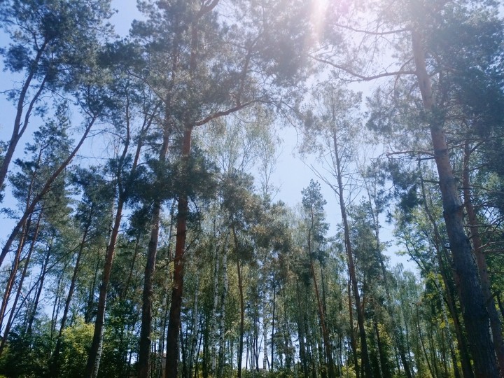 Лес#ліс