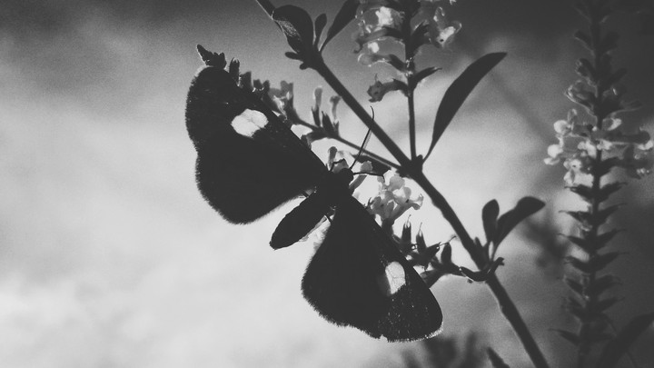 borboleta