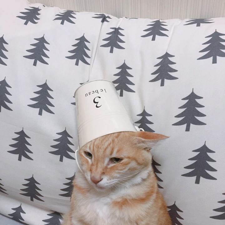 귀염둥이