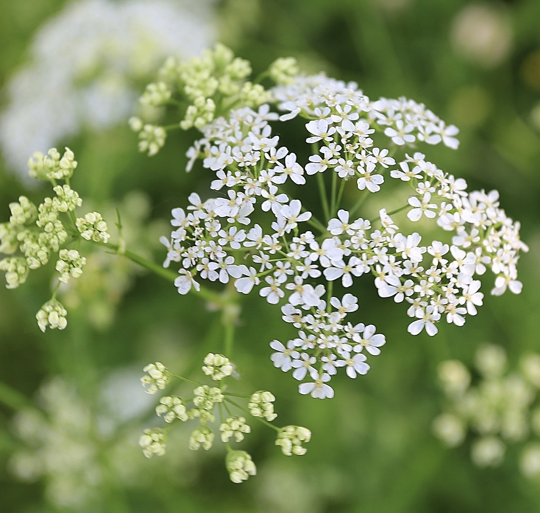 tapety herb, shrub