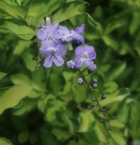 groundcover, subshrub Hintergrundbilder