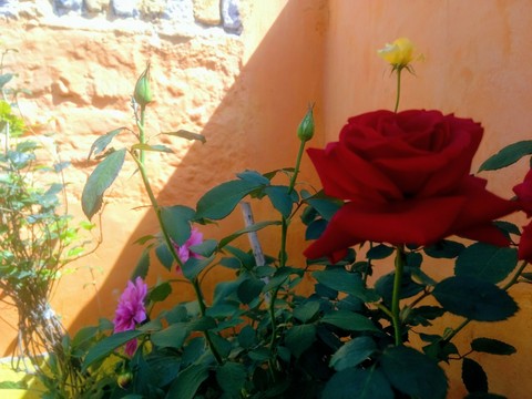 pnik red yello and green