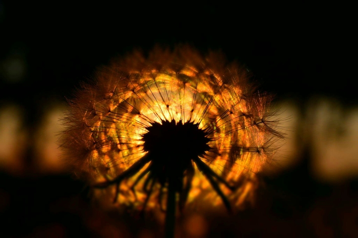 sunlight