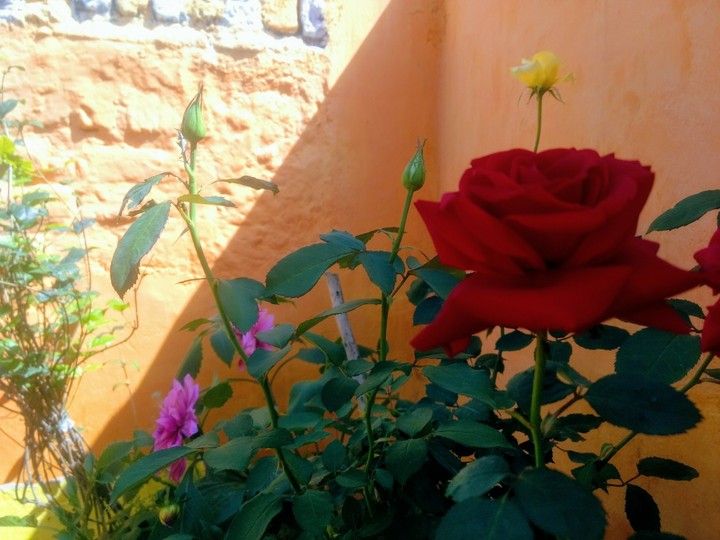 pnik red yello and green