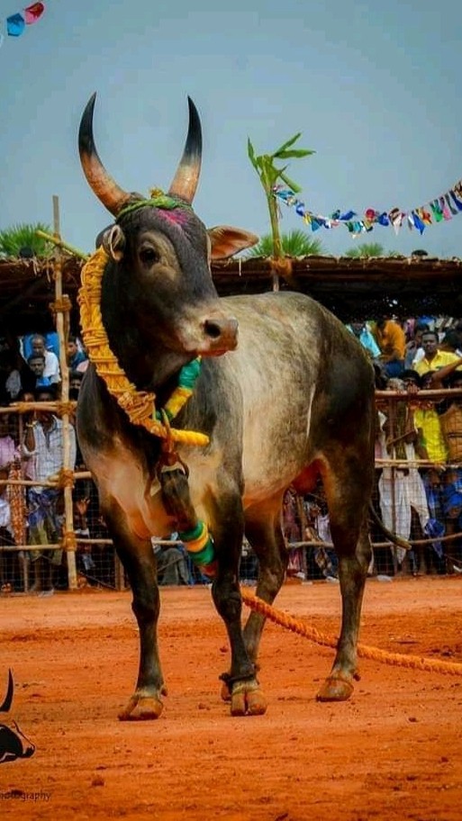Jallikattu