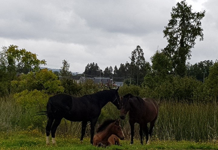Great Family