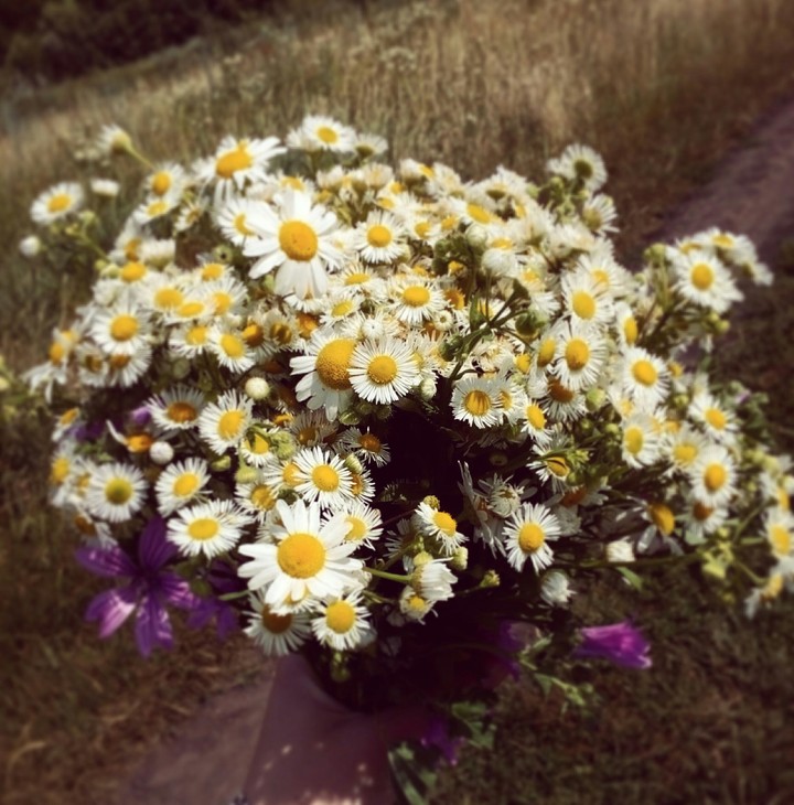 bouquet of wild flowers