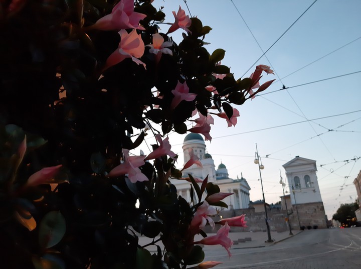 flowers in Helsinki