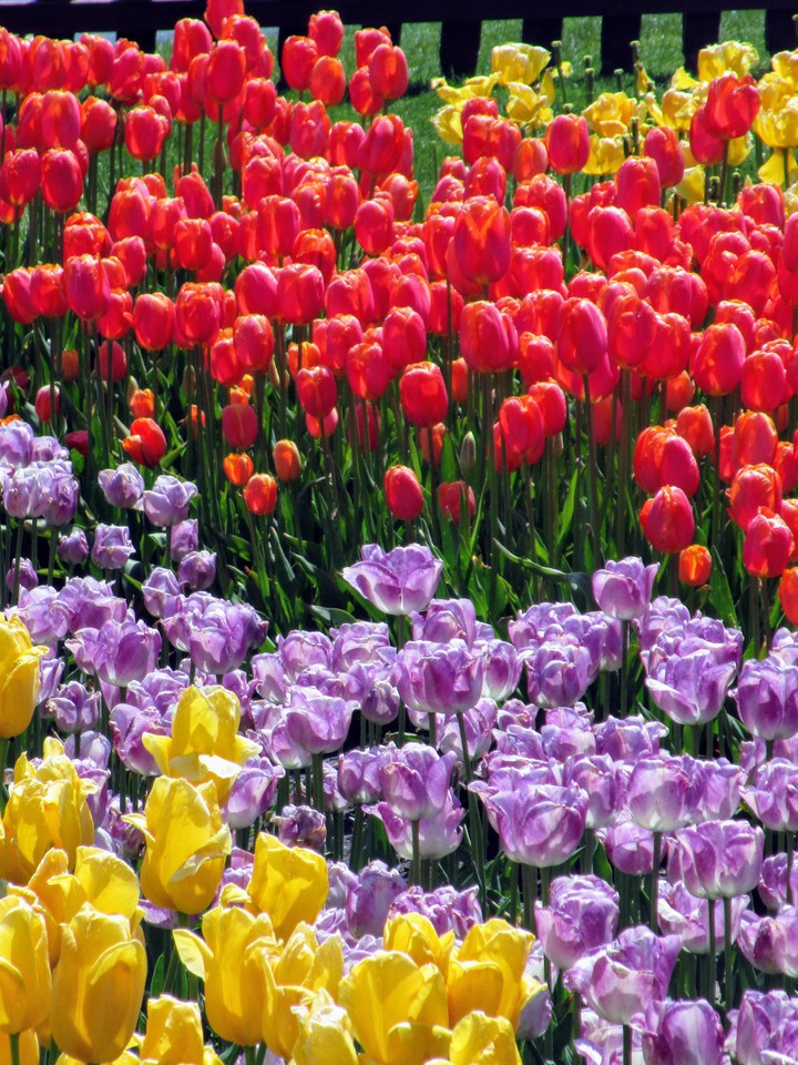 Tulip#Colors