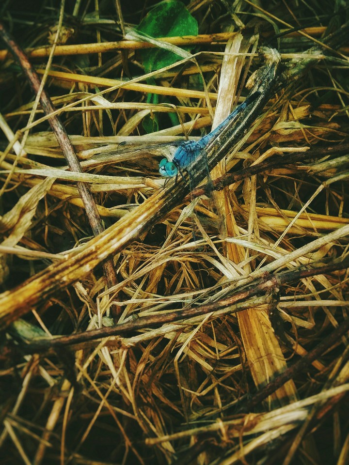 Dragon fly...... ✌