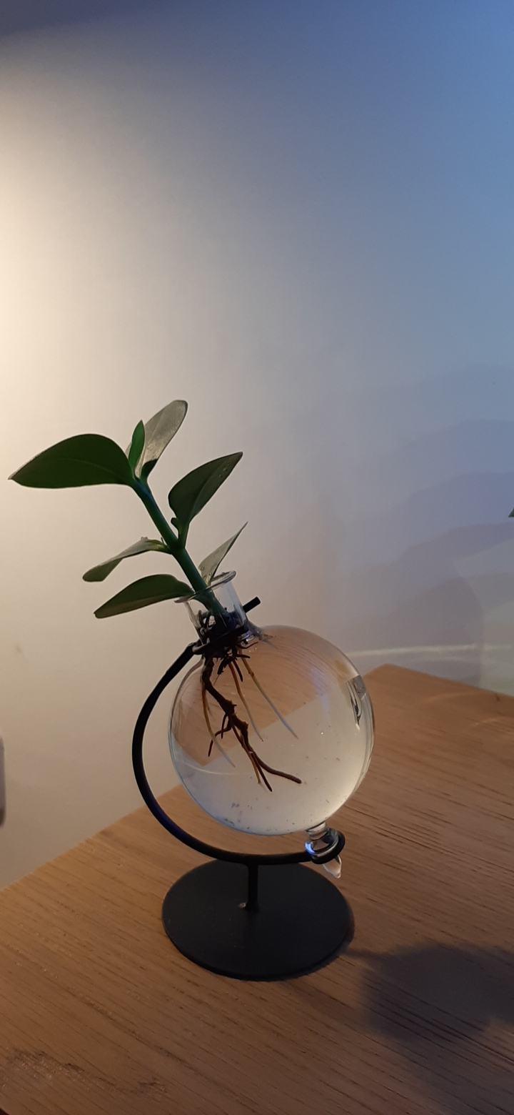 plant in het water