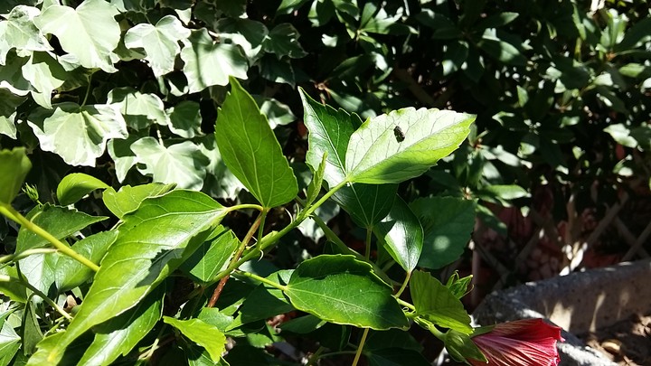 Insect upon a leaf.
