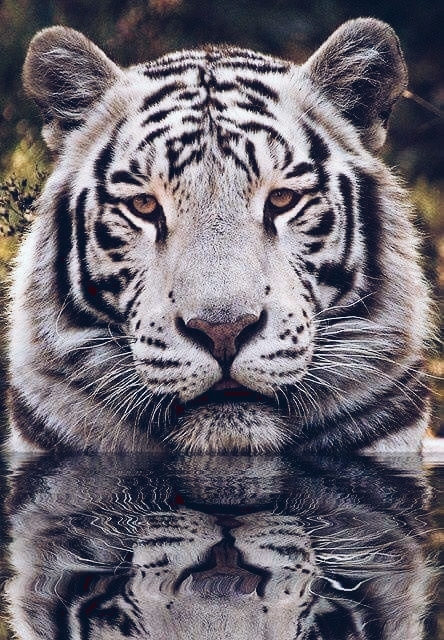 White Tiger