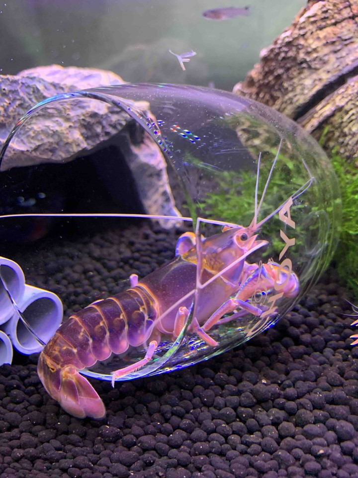 crayfish