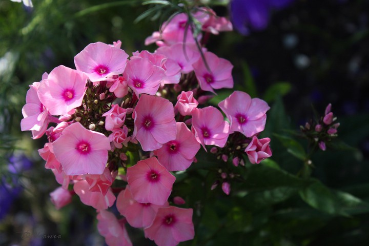 O.V. ❇️❤️❇️ from my garden