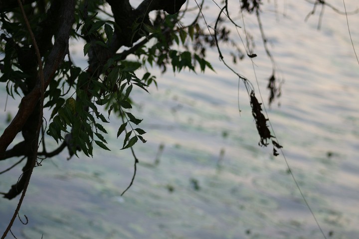 leaves