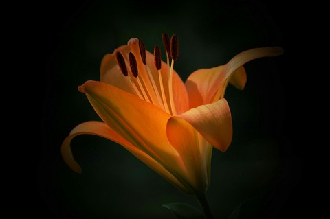 lily