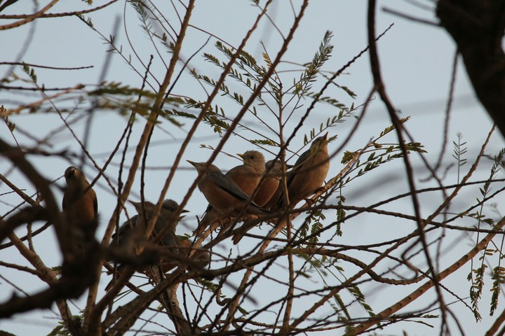 birdie love!