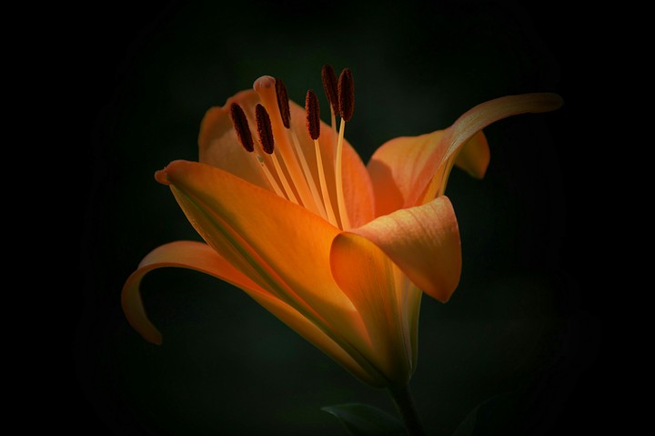 lily