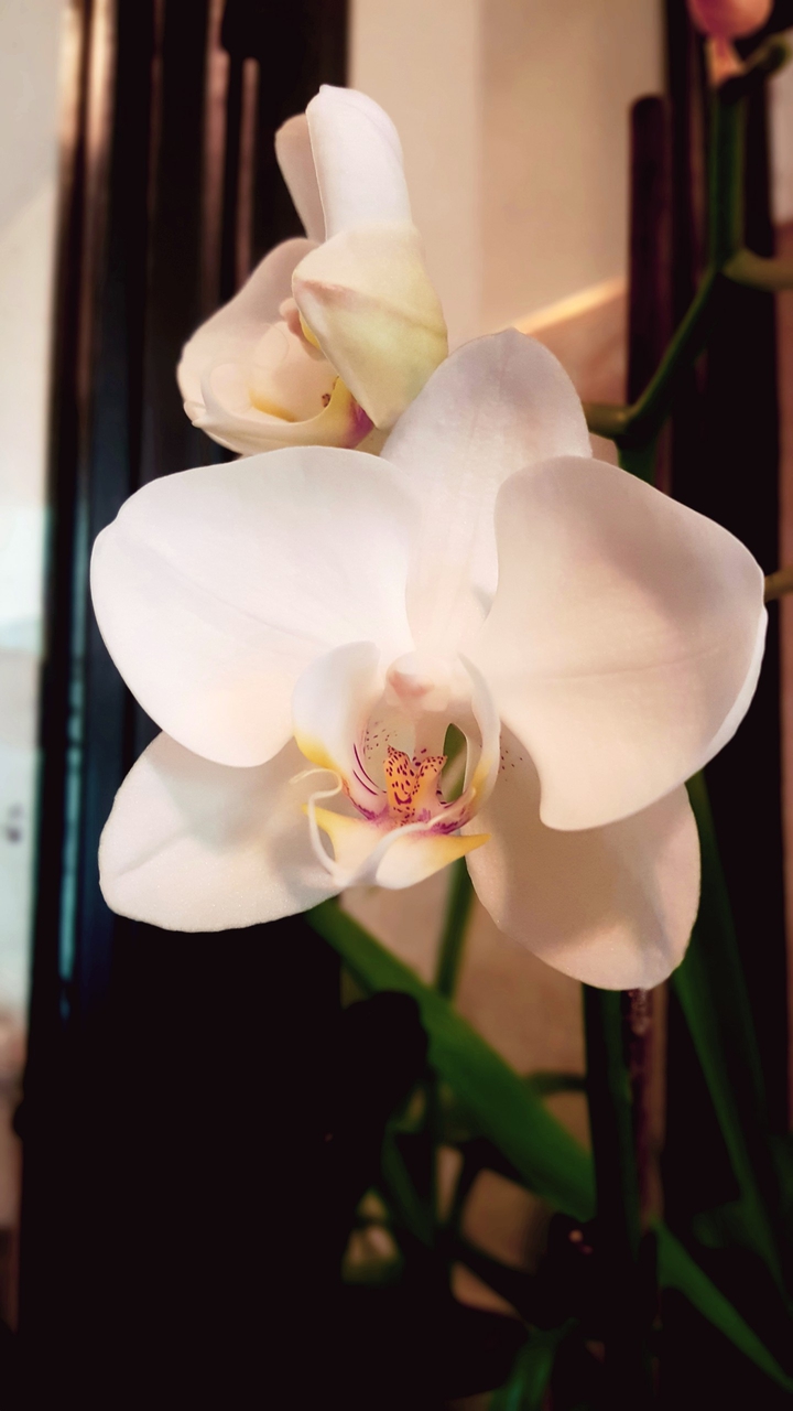 Orchidea