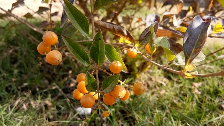 natuer