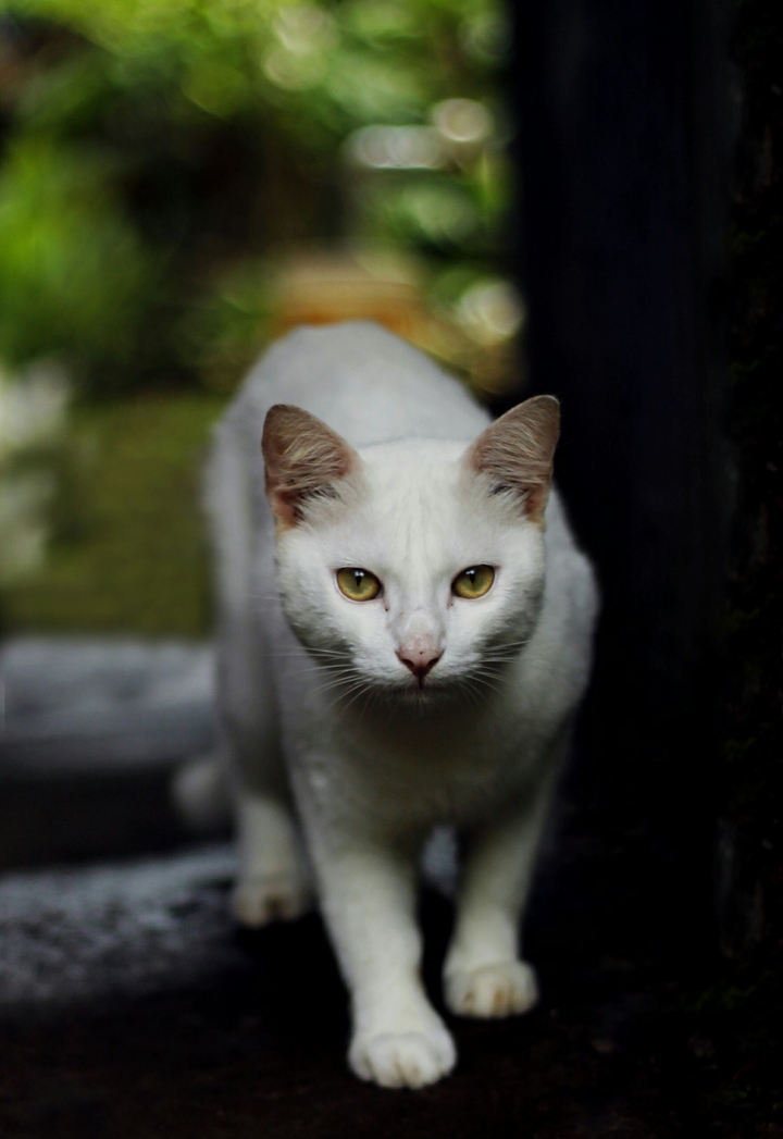 cat