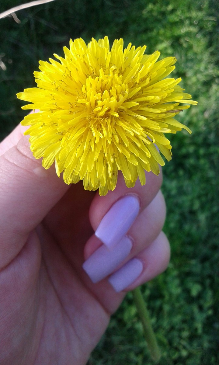 Yellow flower