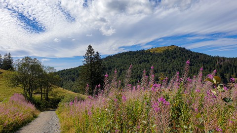 blühende Wiese in den Bergen