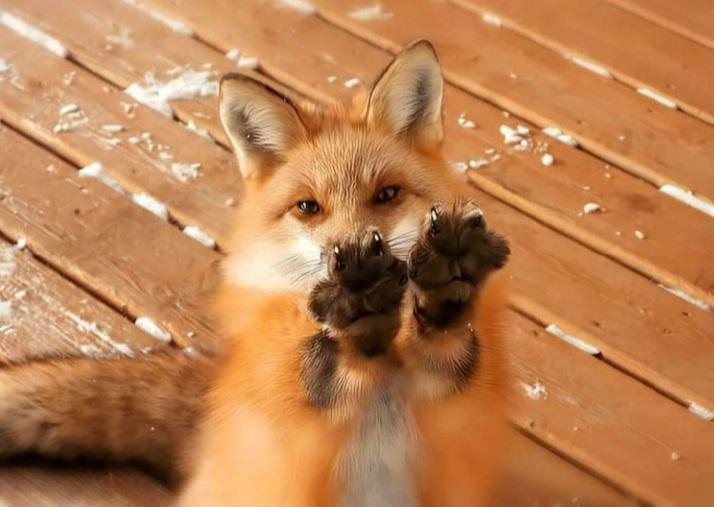 Fox