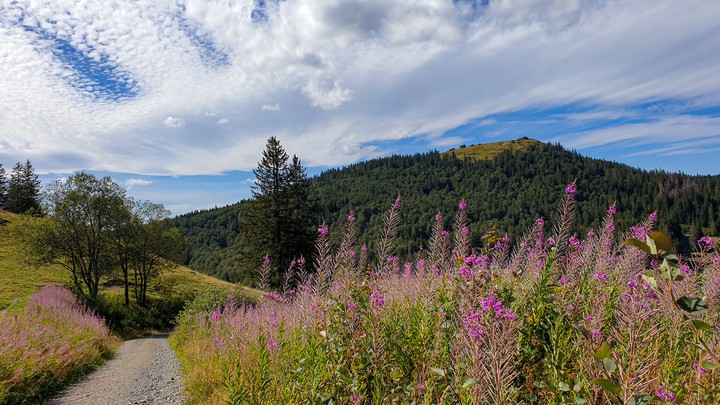 blühende Wiese in den Bergen