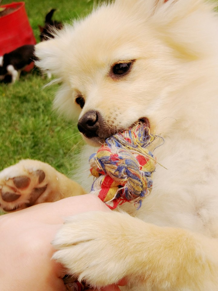 Китцуне