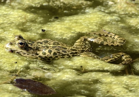 amphibians, frog Hintergrundbilder
