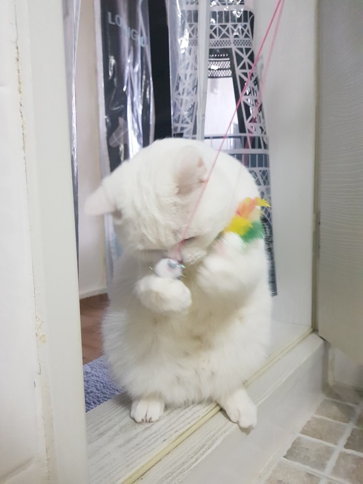 우리집고양이