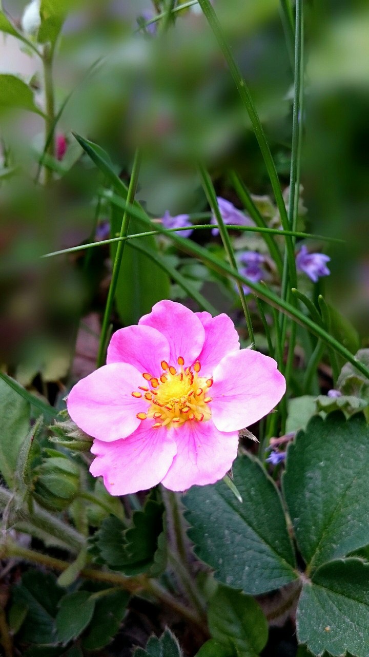 Blüte  pink