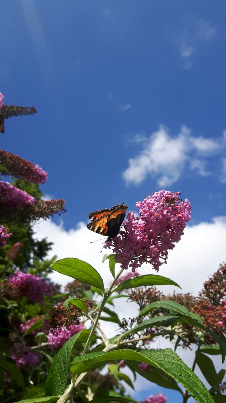 butterfly