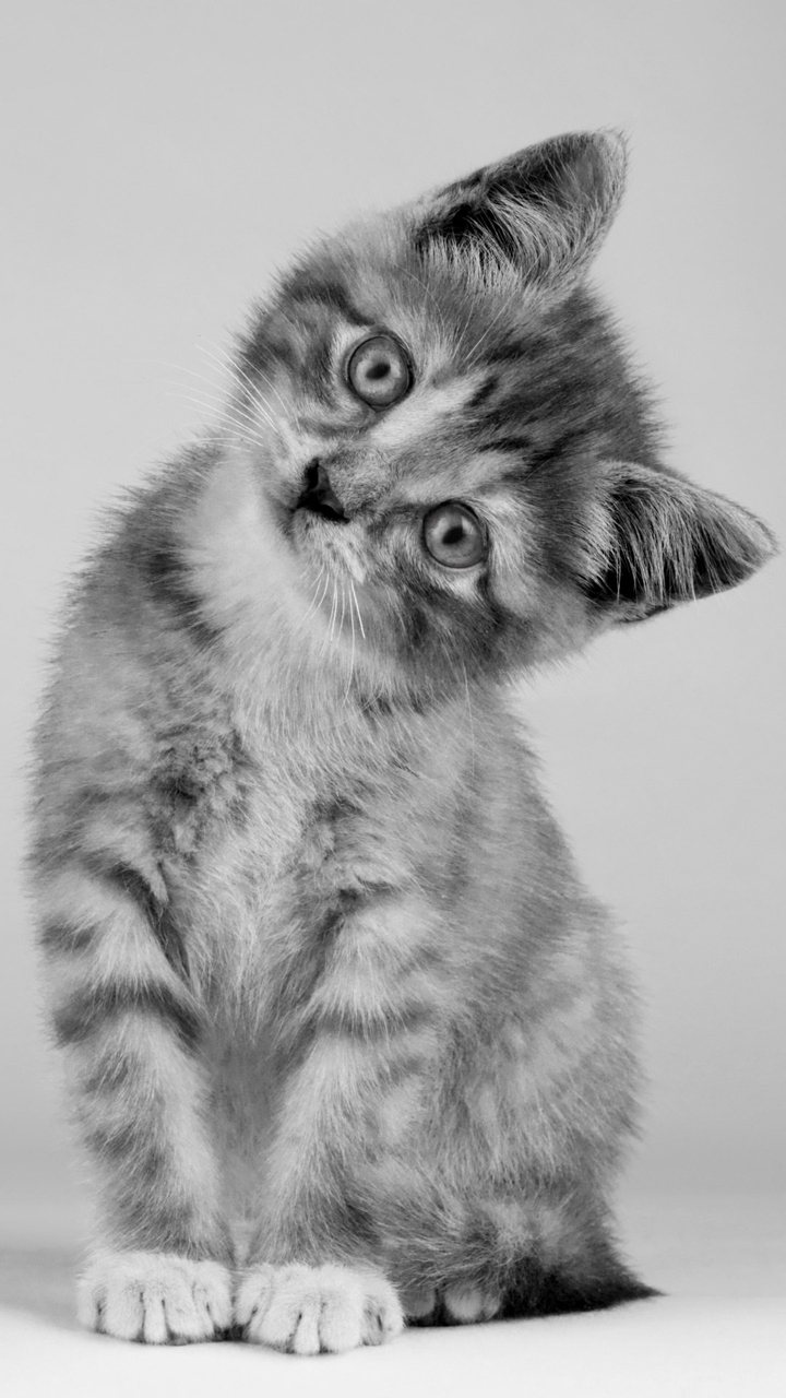 Котик