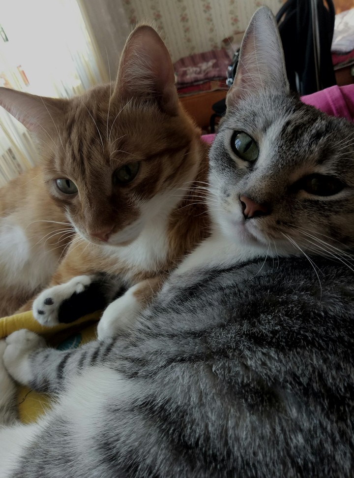 Коты