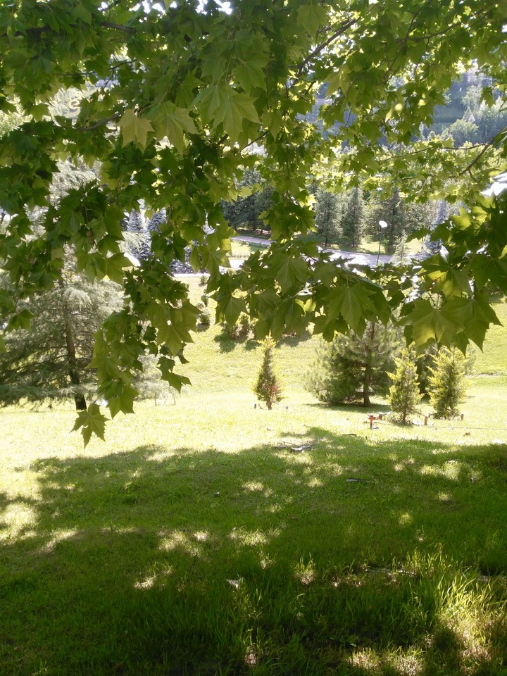 forest