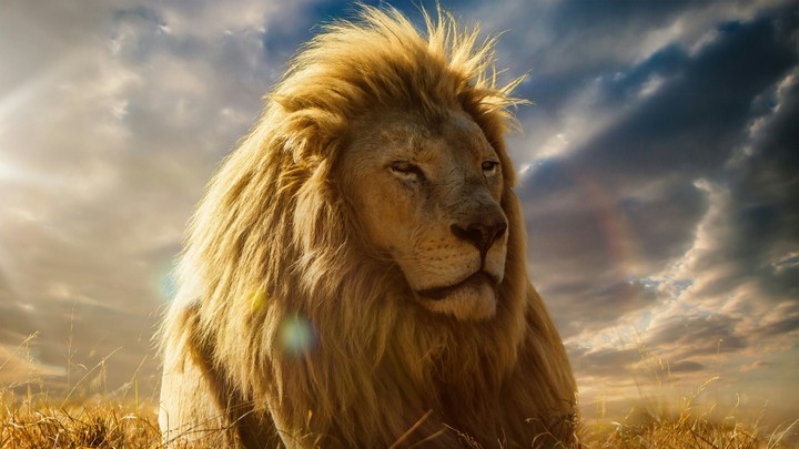 lion