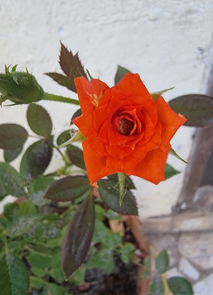 naranja