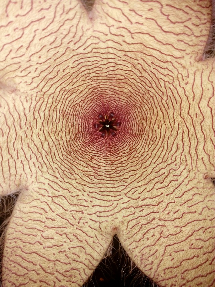 my cactus