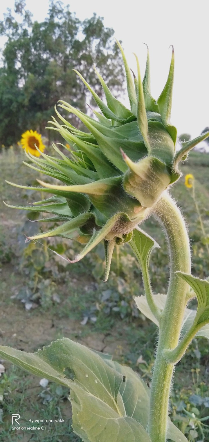 sun flower