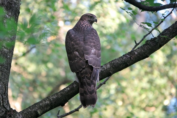 hawk