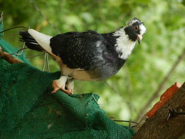 Pigeon