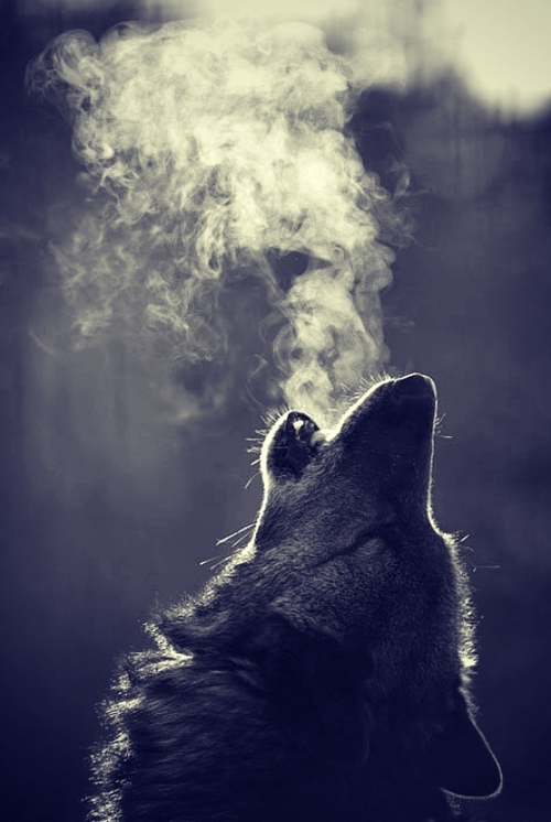 wolf