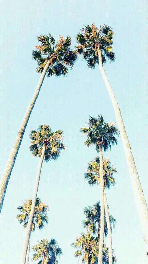#trees