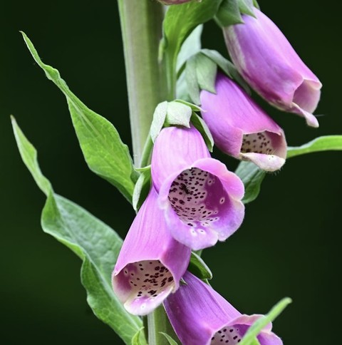 magenta, digitalis háttérképek