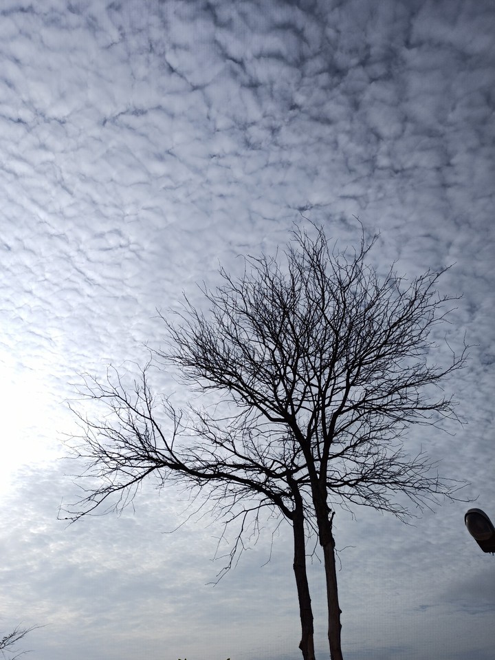 The Sad tree