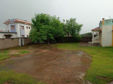 plant, monsoon achtergronden
